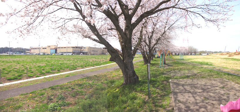敷地に隣接する公園の桜並木（２０１３年４月）