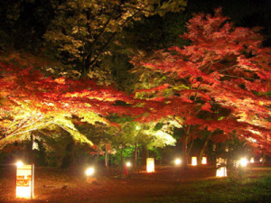 森林公園の紅葉ライトアップ